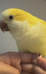 Lost Female Bird last seen Kuykendahl, Harris County, TX 77389