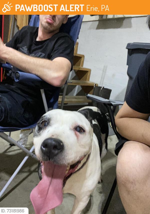Found/Stray Female Dog last seen Glenwood erie pa, Erie, PA 16502