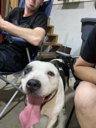 Found/Stray Female Dog last seen Glenwood erie pa, Erie, PA 16502