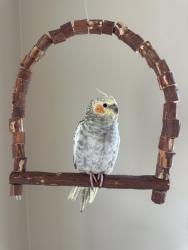 Lost Female Bird last seen Hygeia St, Encinitas, CA 92024