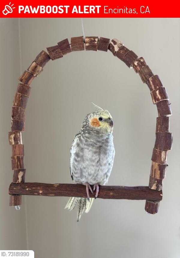 Lost Female Bird last seen Hygeia St, Encinitas, CA 92024