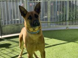 Shelter Stray Male Dog last seen , 14409 Vanowen St, Van Nuys, CA 91405, USA