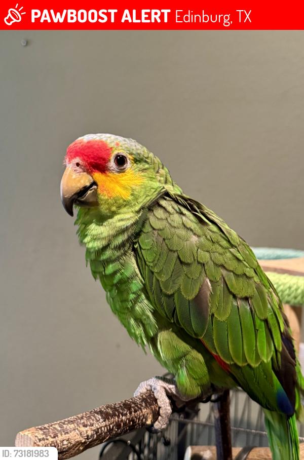 Lost Female Bird last seen Schunior rd & loyola dr, Edinburg, TX 78541