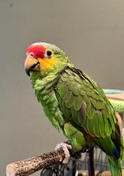 Lost Female Bird last seen Schunior rd & loyola dr, Edinburg, TX 78541