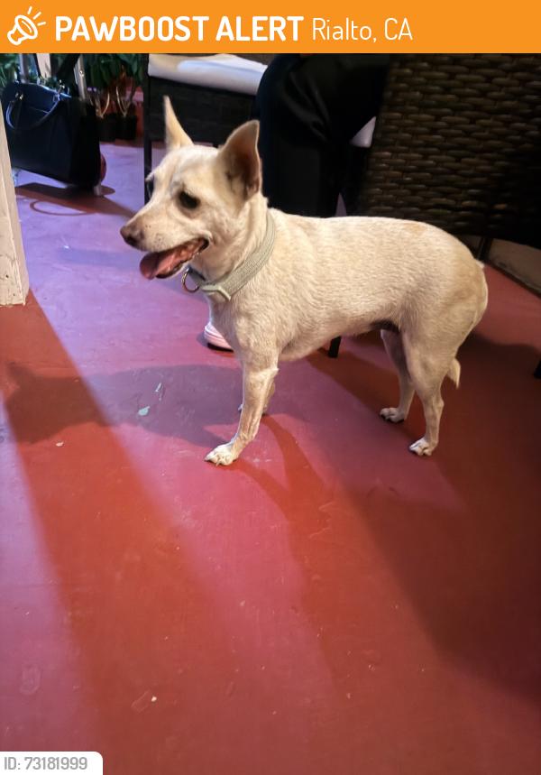 Found/Stray Female Dog last seen Cornell Dr, Rialto, CA 92376