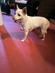 Found/Stray Female Dog last seen Cornell Dr, Rialto, CA 92376