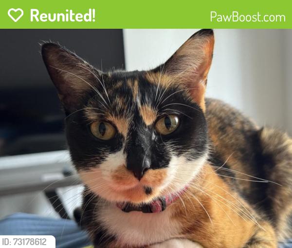 Reunited Female Cat last seen Near Walker Street., Lowell, MA 01851