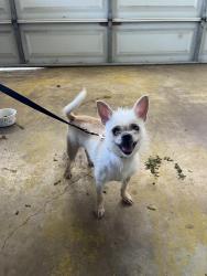 Reunited Female Dog last seen Glen oaks blvd, Dallas, TX 75232