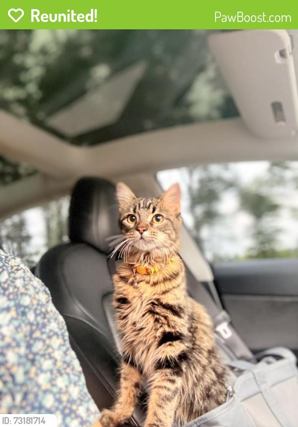 Reunited Female Cat last seen Pinewood at grand texas, New Caney, TX 77357