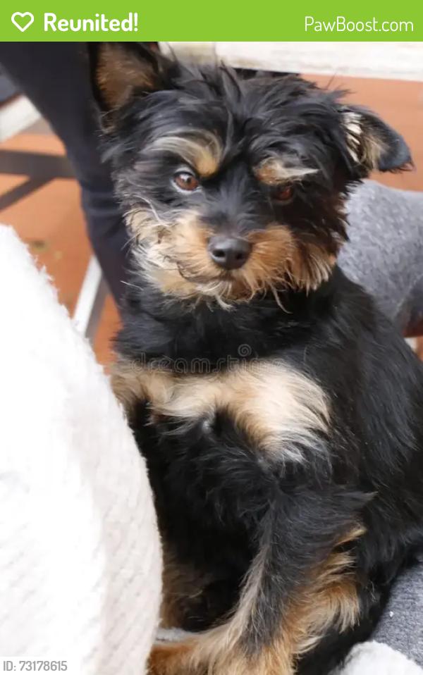 Reunited Male Dog last seen Street 818 garden dr he looks kinda like that don’t have a picture but he bigger, Garland, TX 75040