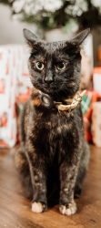 Reunited Female Cat last seen Leavitt and Farragut, Chicago, IL 60625