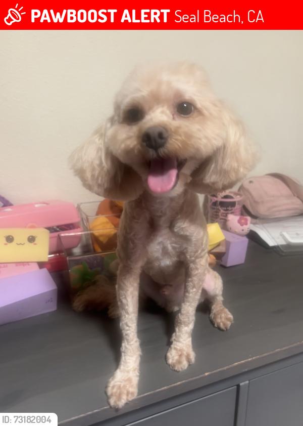 Lost Male Dog last seen Cottonwood Lane & 1st St, Seal Beach, CA 90740