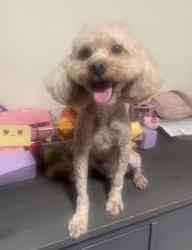 Lost Male Dog last seen Cottonwood Lane & 1st St, Seal Beach, CA 90740