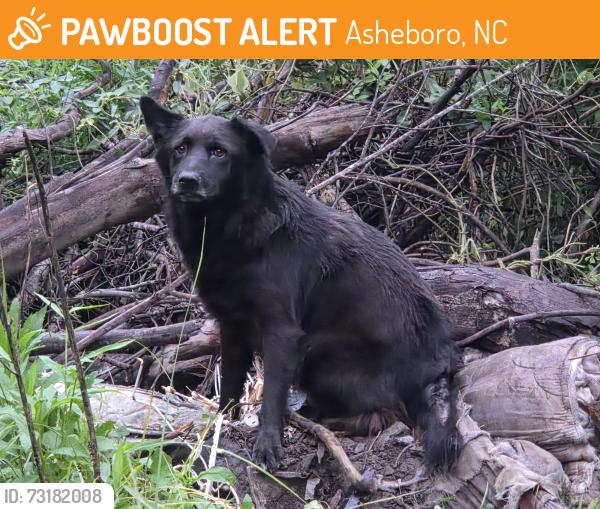 Found/Stray Unknown Dog last seen N.Fayetteville St. & Vision Dr., Asheboro, NC 27203