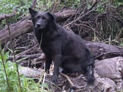 Found/Stray Unknown Dog last seen N.Fayetteville St. & Vision Dr., Asheboro, NC 27203