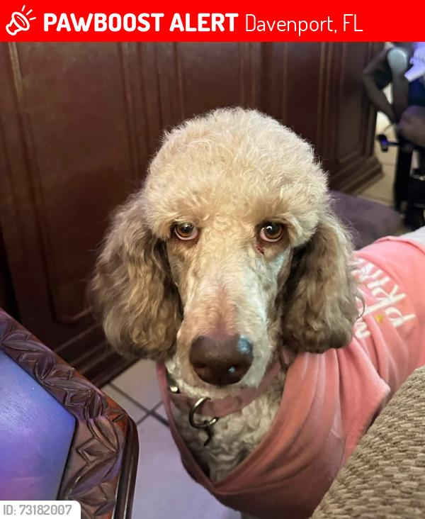 Lost Female Dog last seen Cvs near advent health in davenport, fl, Davenport, FL 33836