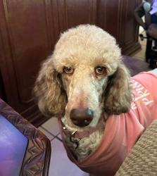 Lost Female Dog last seen Cvs near advent health in davenport, fl, Davenport, FL 33836