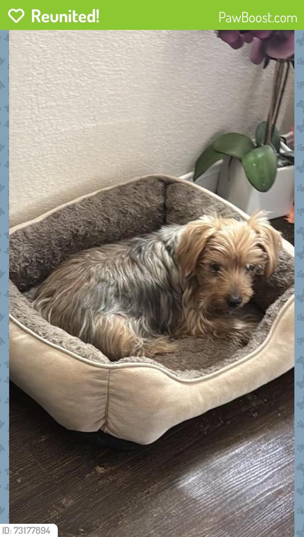 Reunited Male Dog last seen Near Spring Meadow Cove, Austin, TX 78744, USA, Austin, TX 78744