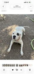 Lost Female Dog last seen San Mateo and comanche, Albuquerque, NM 87110