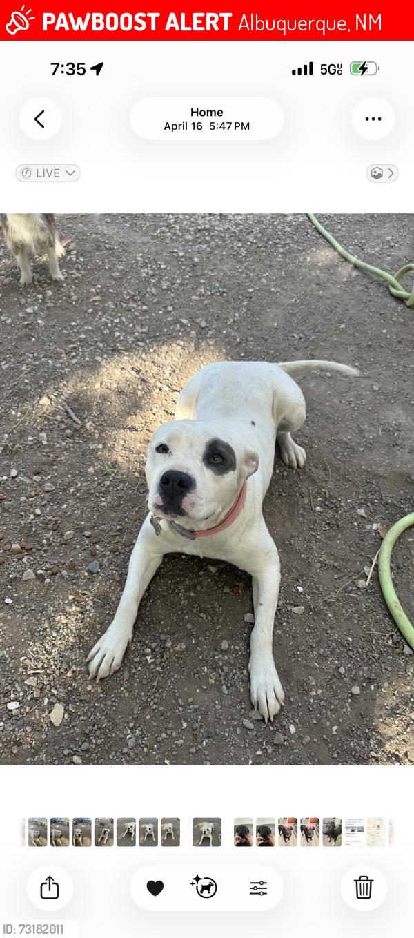 Lost Female Dog last seen San Mateo and comanche, Albuquerque, NM 87110