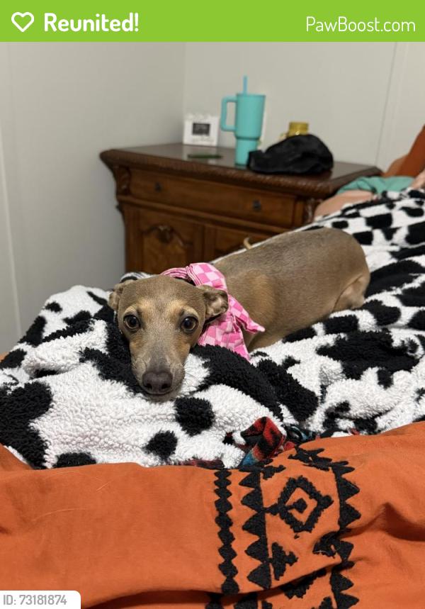 Reunited Female Dog last seen Near Honea Egypt rd, Montgomery, TX 77316