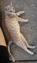 Found/Stray Unknown Cat last seen Brandermill Dr and Brundidge Terrace, Germantown, MD 20876