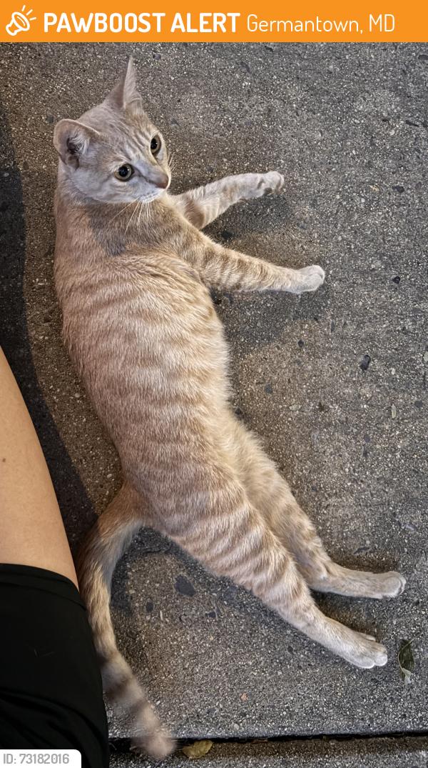 Found/Stray Unknown Cat last seen Brandermill Dr and Brundidge Terrace, Germantown, MD 20876