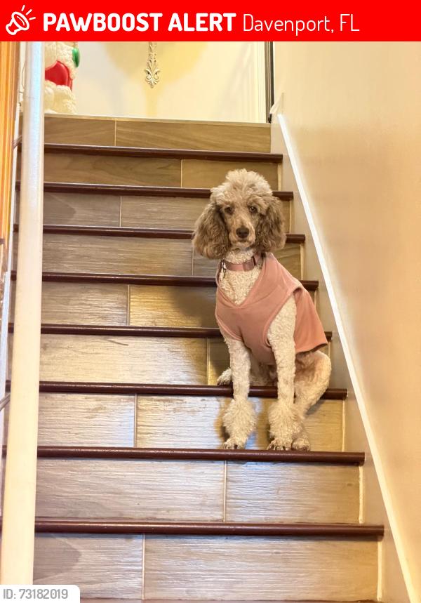 Lost Female Dog last seen Advent Health, Davenport, FL 33837