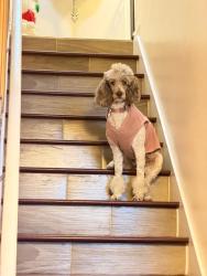 Lost Female Dog last seen Advent Health, Davenport, FL 33837
