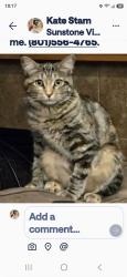 Reunited Female Cat last seen Near S. 5800 W. South Jordan, South Jordan, UT 84009