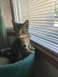 Reunited Female Cat last seen Templeton, Winnipeg, MB R2V 3P6