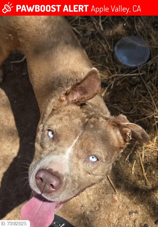 Lost Female Dog last seen Zuni, Apple Valley, CA 92307