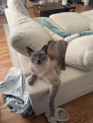 Reunited Male Cat last seen 308th st and 8th Ave SW, Federal Way, WA 98023