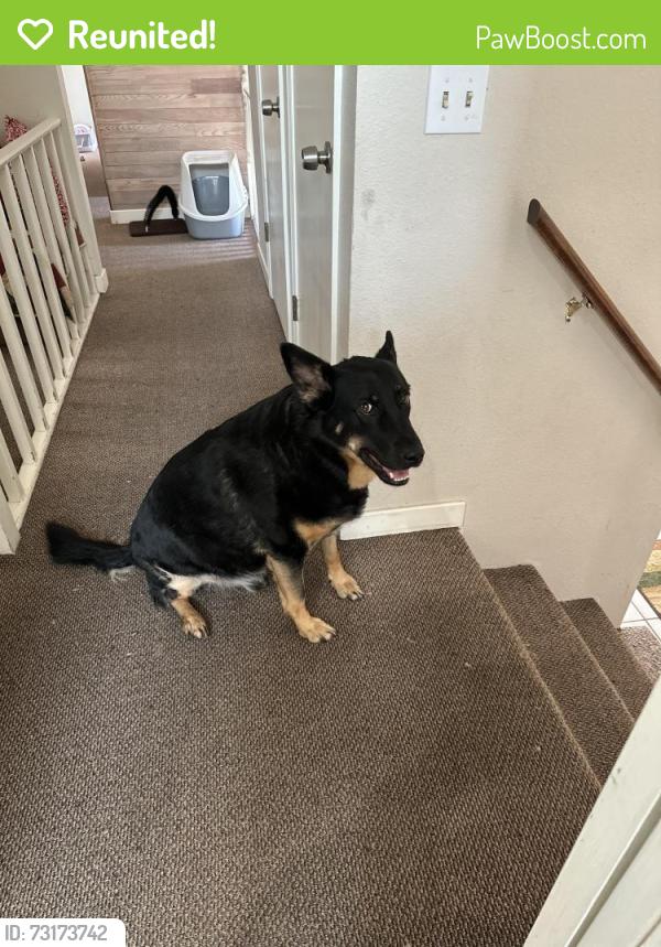 Reunited Male Dog last seen Rigert and sw 181st, Beaverton, OR 97007