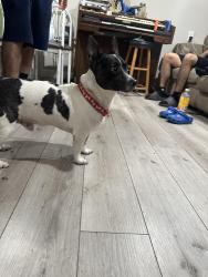 Found/Stray Male Dog last seen Right on 53rd, Fridley, MN 55421