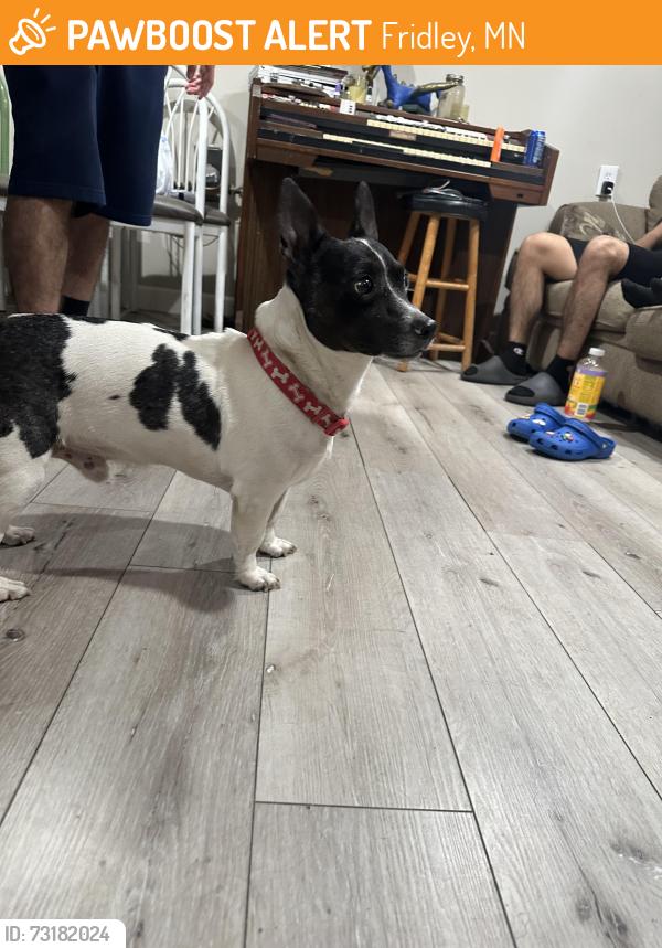 Found/Stray Male Dog last seen Right on 53rd, Fridley, MN 55421