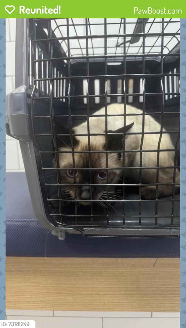Reunited Male Cat last seen Near SW 80th St, Miami, FL 33173, USA, Miami, FL 33173