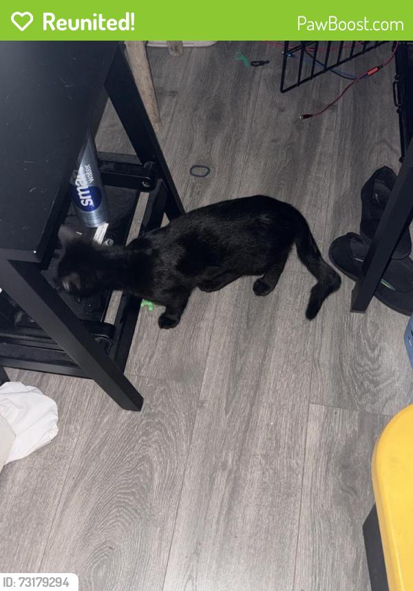 Reunited Male Cat last seen Near Prairie Ave, Lawndale, CA 90260, USA, Lawndale, CA 90260
