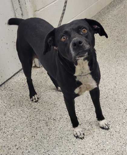 Shelter Stray Female Dog last seen Near Longview Rd, 64134, MO, 7077 Elmwood Ave, Kansas City, MO 64132, USA