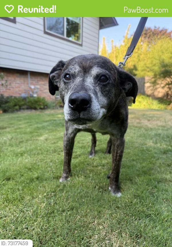 Reunited Male Dog last seen NE 47th Ave and NE Going, Portland, OR 97218