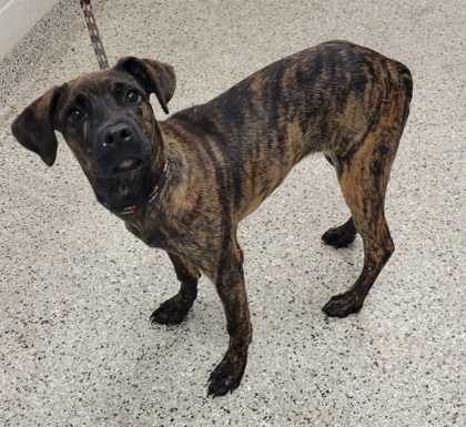 Shelter Stray Female Dog last seen E Bannister Rd and James A Reed, 64134, MO, 7077 Elmwood Ave, Kansas City, MO 64132, USA