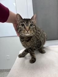 Shelter Stray Female Cat last seen Near W Armour Blvd, 64111, MO, 7077 Elmwood Ave, Kansas City, MO 64132, USA