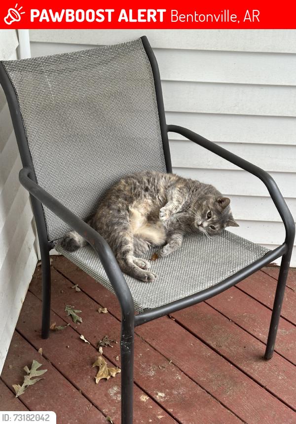 Lost Female Cat last seen Camellia drive, Bentonville, AR 72712