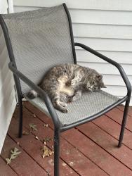 Lost Female Cat last seen Camellia drive, Bentonville, AR 72712
