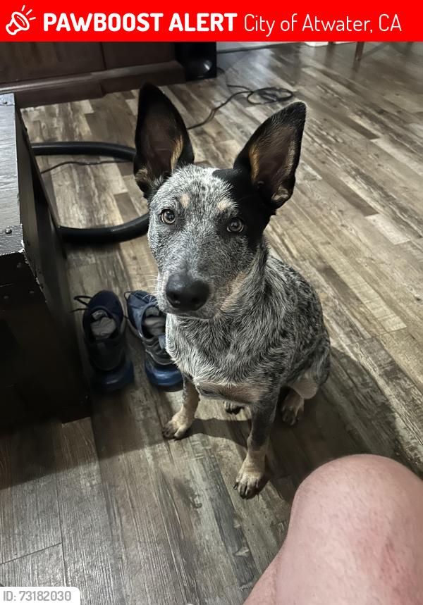 Lost Female Dog last seen Shaffer ave, City of Atwater, CA 95301