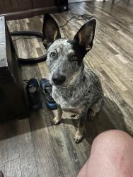 Lost Female Dog last seen Shaffer ave, City of Atwater, CA 95301