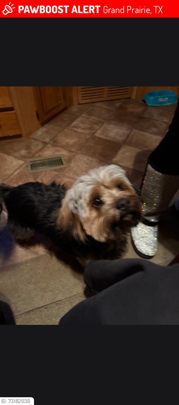 Lost Male Dog last seen Near royal ave, Grand Prairie, TX 75051