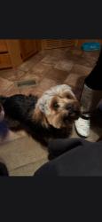 Lost Male Dog last seen Near royal ave, Grand Prairie, TX 75051