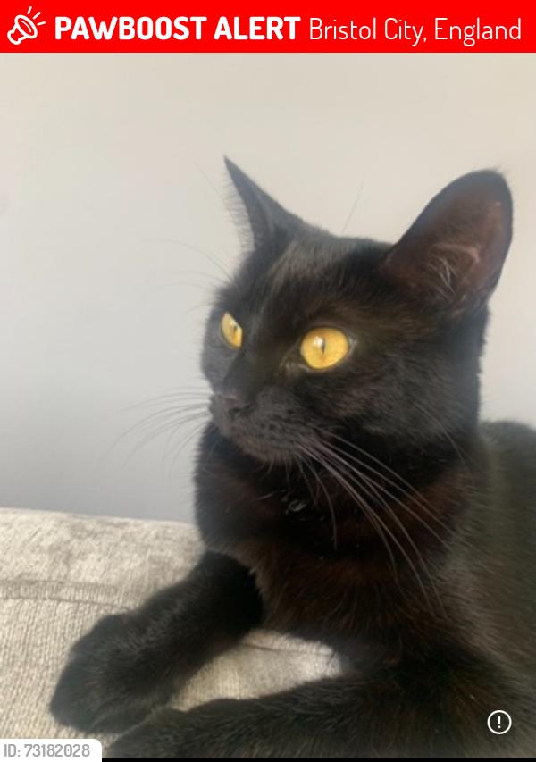 Lost Female Cat last seen By my back garden, Bristol City, England BS5 8QG