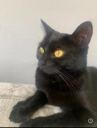 Lost Female Cat last seen By my back garden, Bristol City, England BS5 8QG